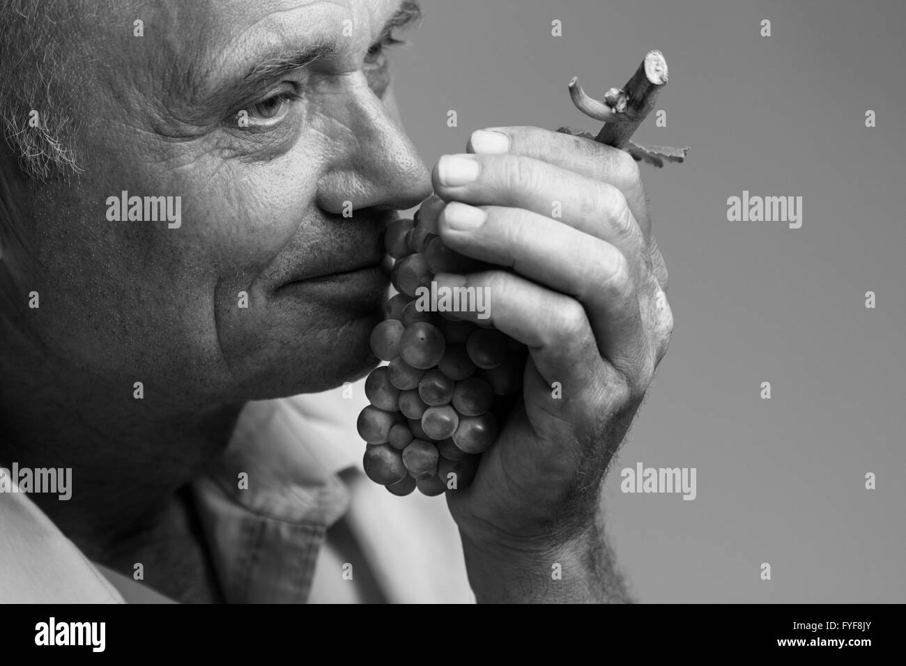 Horizontal portrait of a farmer holding a freshly harvested grape in his left hand and smelling it Stock Photo