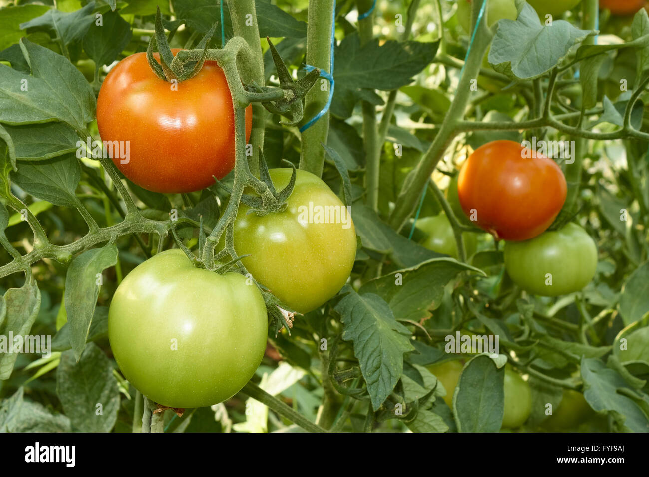 Red and green tomatoes in greenhouse Stock Photo - Alamy