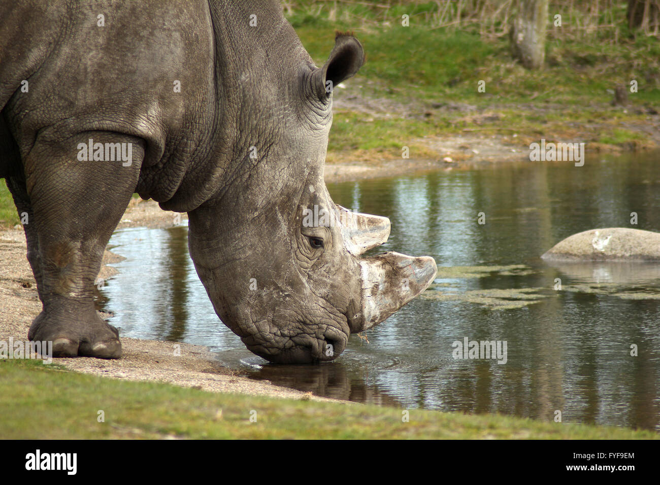 Rhino on water Stock Photo - Alamy