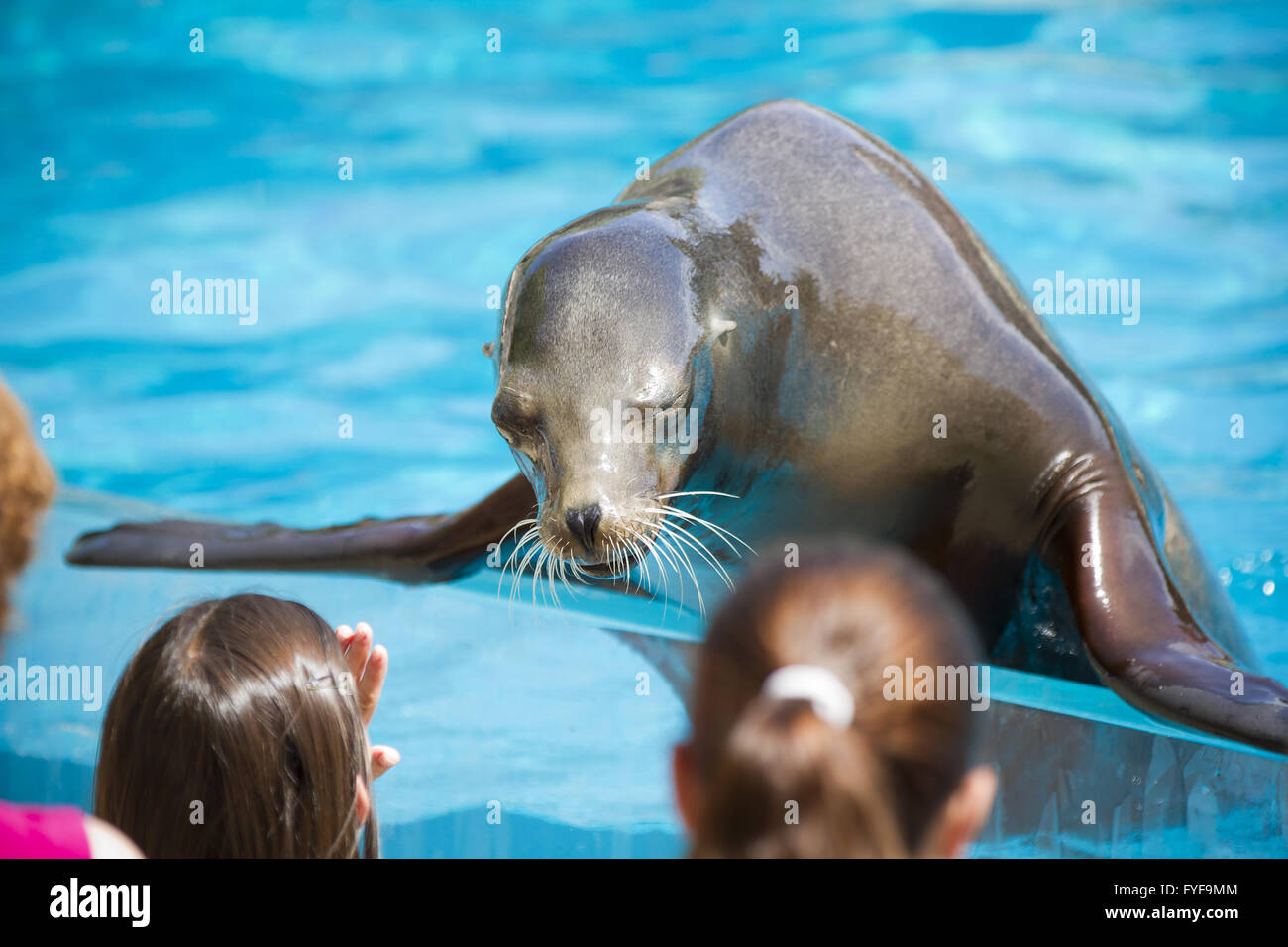 Sea dog playing with childs, seal Stock Photo