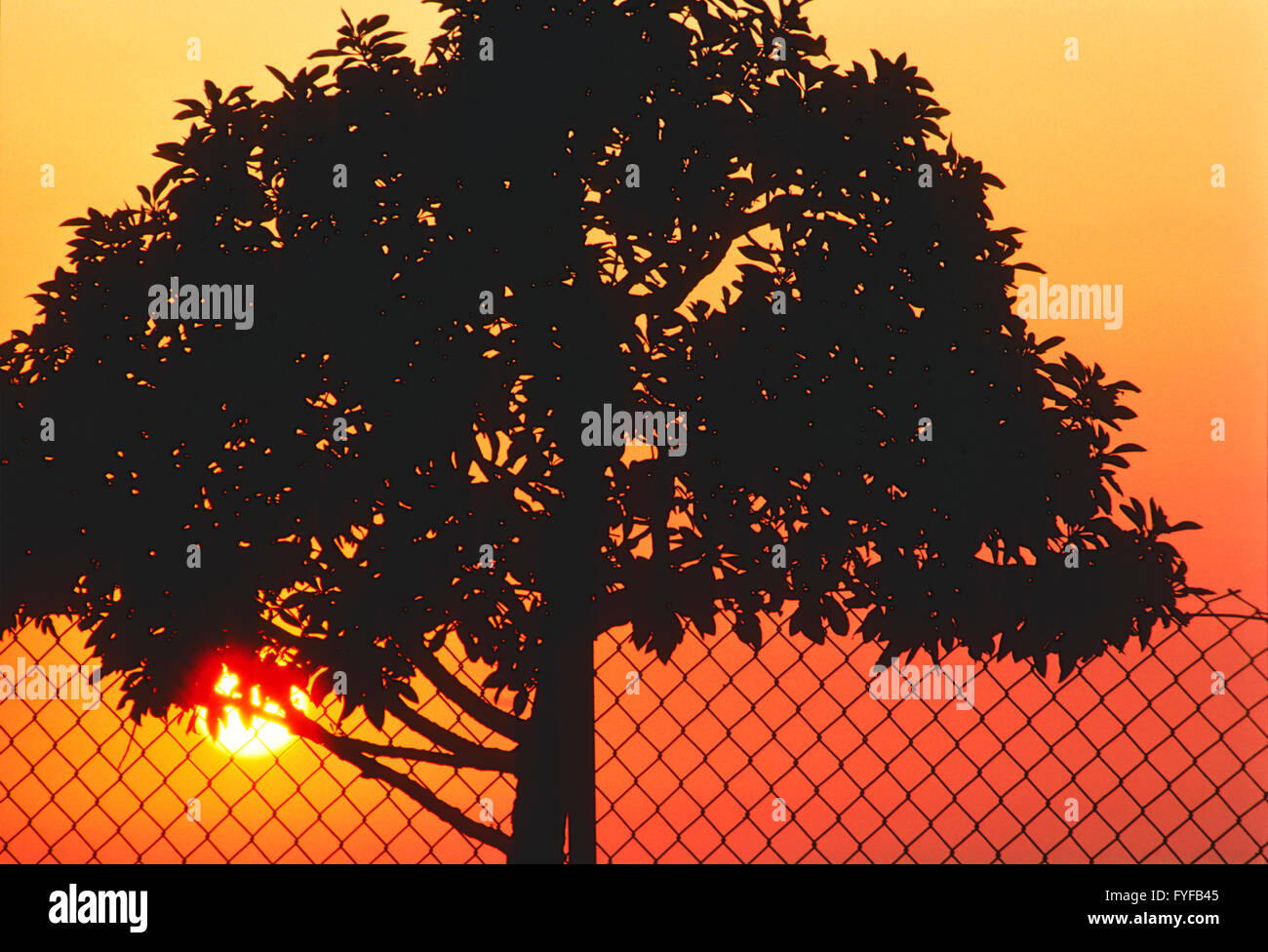 Abstract silhouette view of cyclone fence & tree against setting sun and orange sky Stock Photo