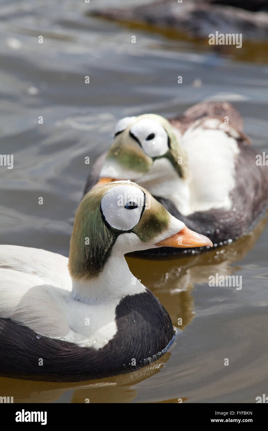 Spectacled Eider (Somateria fischeri). Drakes or males in breeding