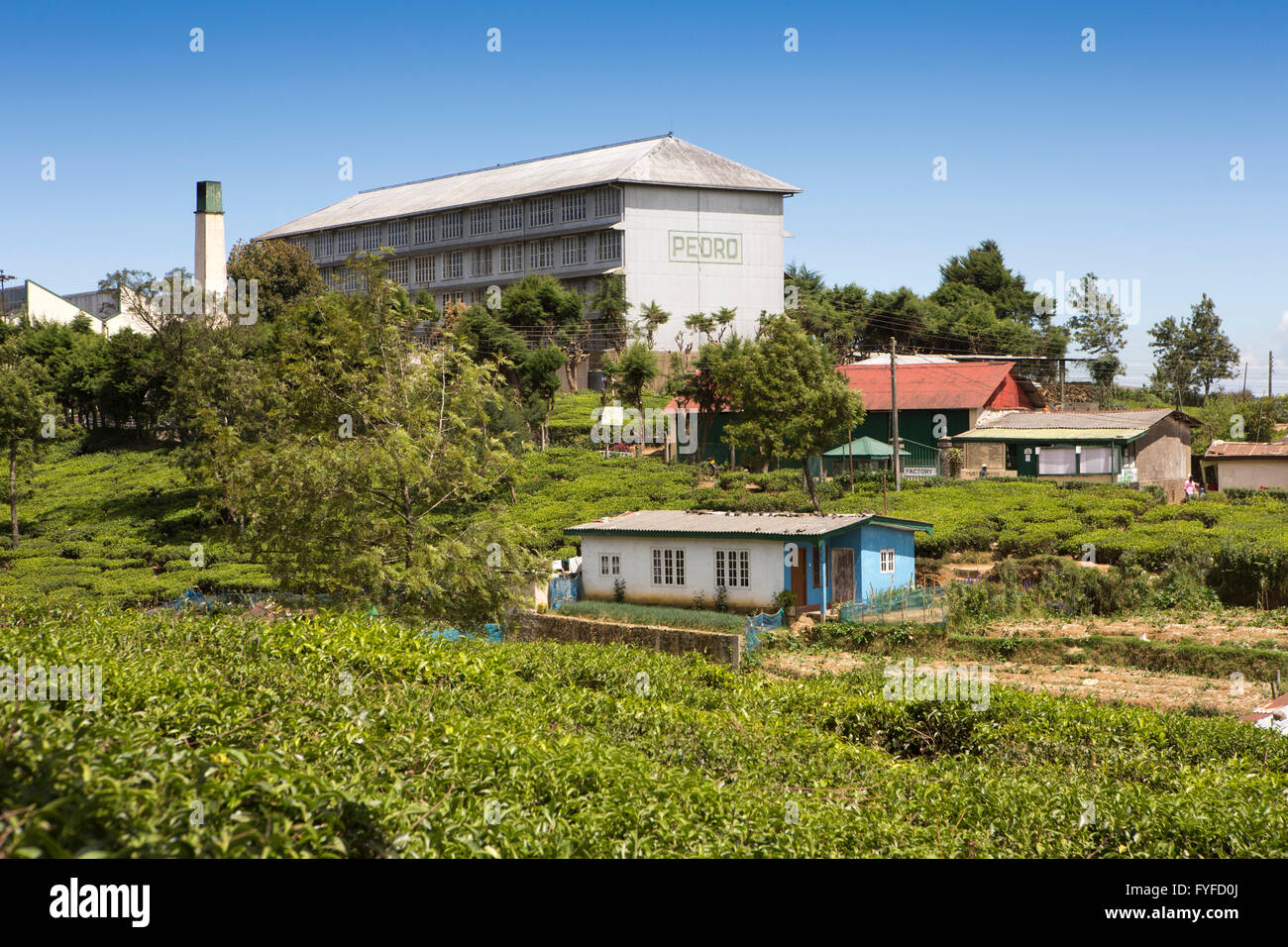 Sri Lanka, Nuwara Eliya, Pedro Tea Estate and factory Stock Photo - Alamy