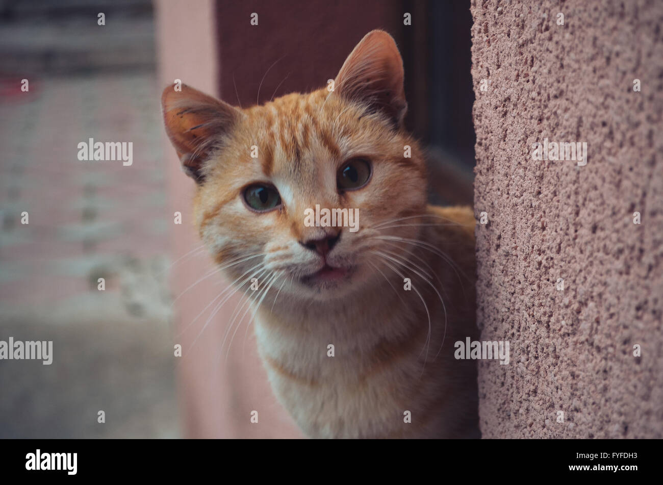 Red orange cat portrait Stock Photo