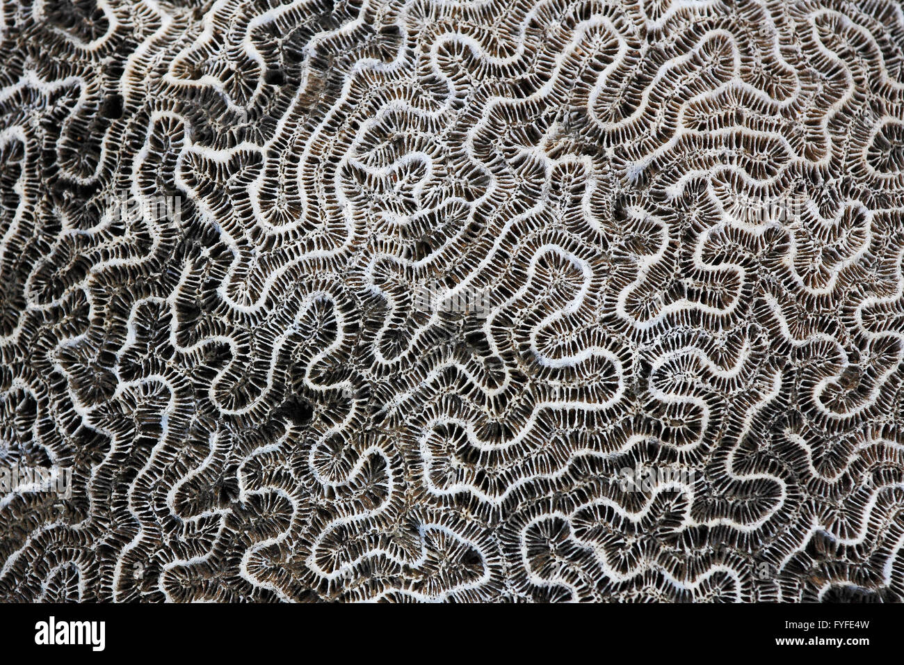 Brain coral (Diploria labyrinthiformis), petrified, Puerto rico Stock Photo