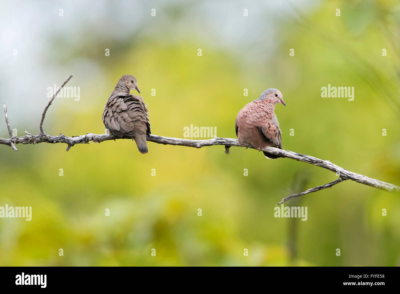 Common ground dove (Columbina passerina) pair sitting on branch, Cabo Rojo Salt Flats, Puerto Rico Stock Photo