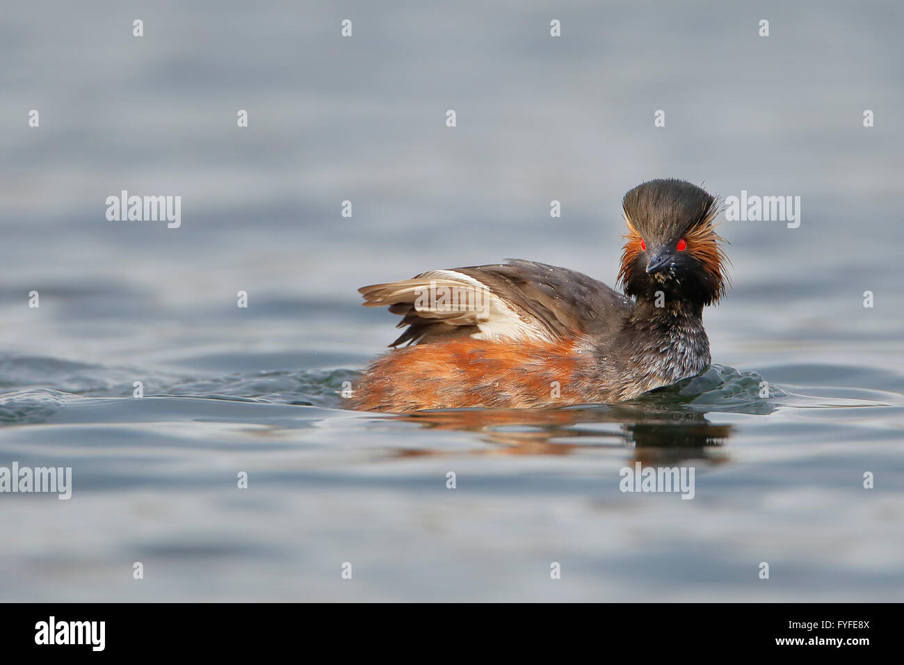 Black-necked grebe (Podiceps nigricollis) swimming in water, the Netherlands Stock Photo