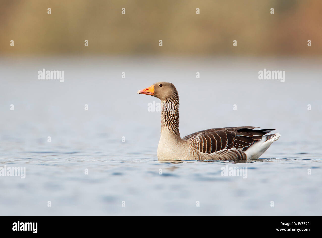 Greylag Goose (Anser anser) swimming in water, the Netherlands Stock Photo