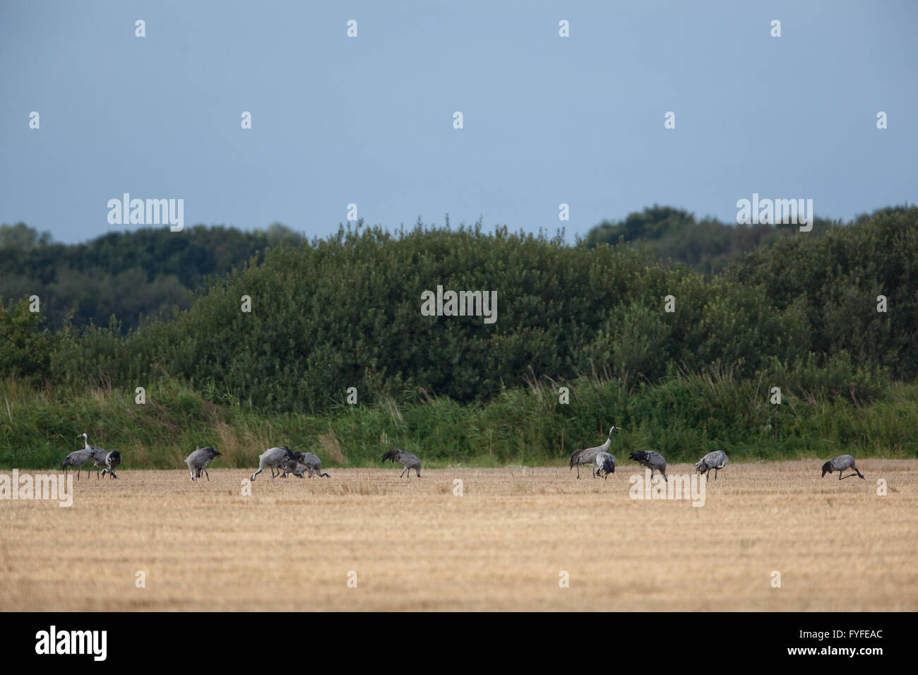 Common or Eurasian Cranes (Grus grus). Gleaning wheat grain. Feeding from recently harvested cereal field. Waxham. Norfolk. East Stock Photo