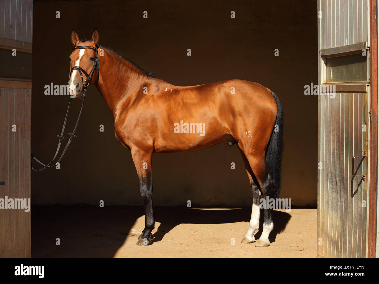 Beautiful purebred dressage horse in his dark stable Stock Photo