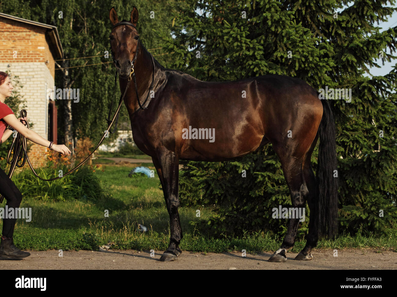Beautiful bay purebred horse in farm Stock Photo