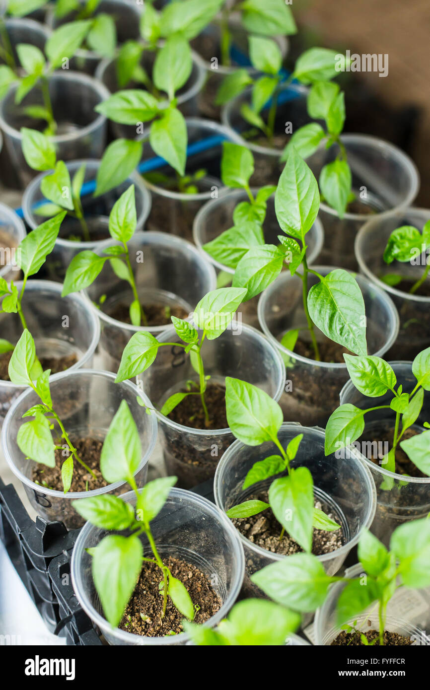 Pepper seedlings growing Stock Photo Alamy