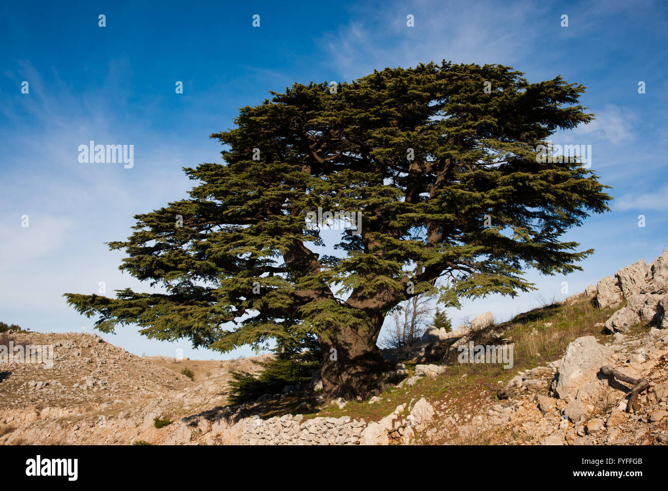 Lebanese Cedar tree, Barouk National Reserve, Chouf, Lebanon. This tree was used as a model for the Lebanese flag. Stock Photo