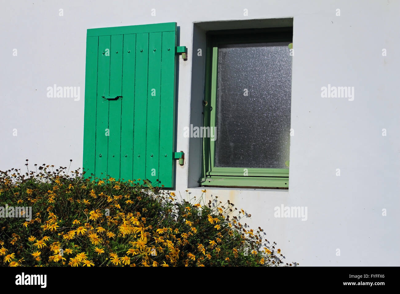 Volets verts, green shutters, Grüne Fensterläden auf weißer Wand, at ile de re, near La Rochelle, in France, Charente Maritime Stock Photo