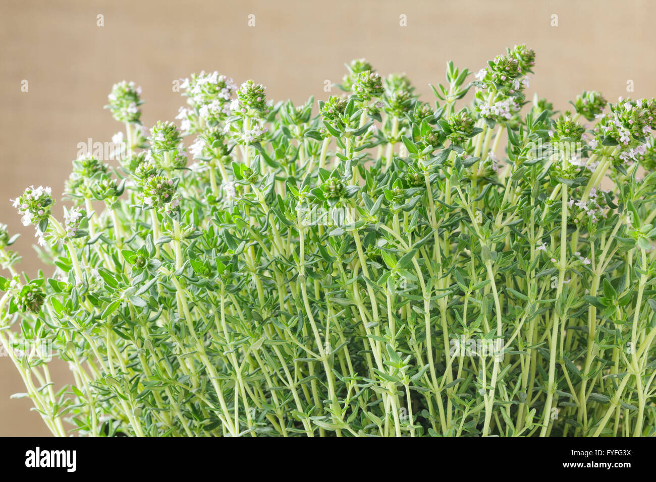 Common Thyme plant - Thymus vulgaris Stock Photo