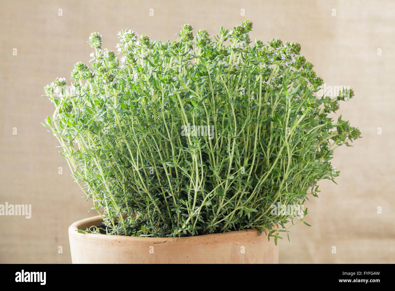 Common Thyme plant in pot - Thymus vulgaris Stock Photo
