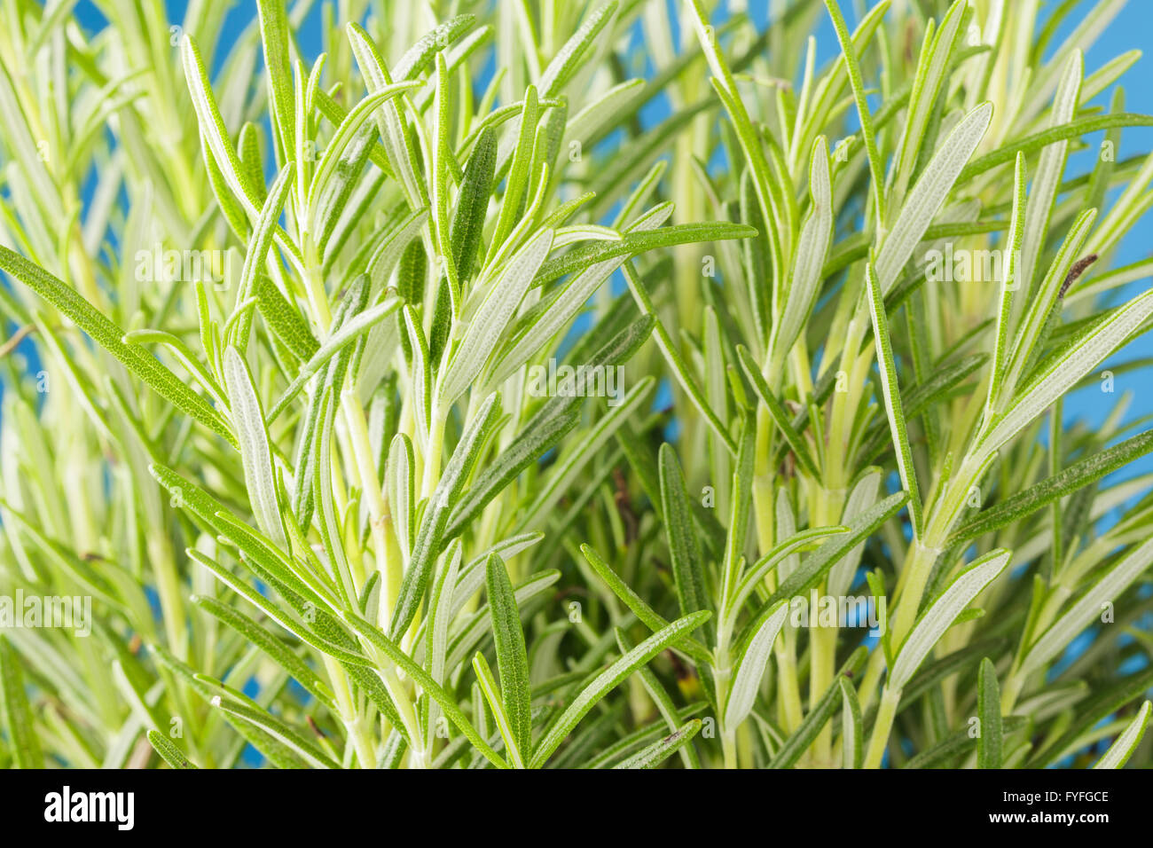 Rosmarinus officinalis, Rosemary plant Stock Photo
