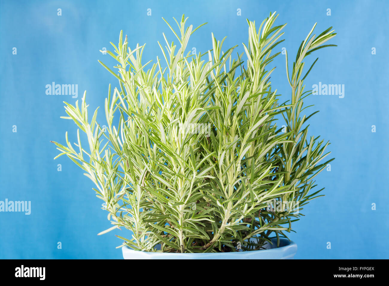 Rosmarinus officinalis, Rosemary plant in pot Stock Photo