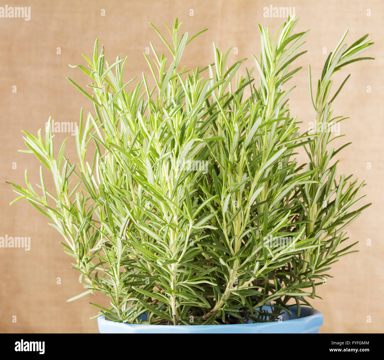 Rosmarinus officinalis, Rosemary plant in pot Stock Photo