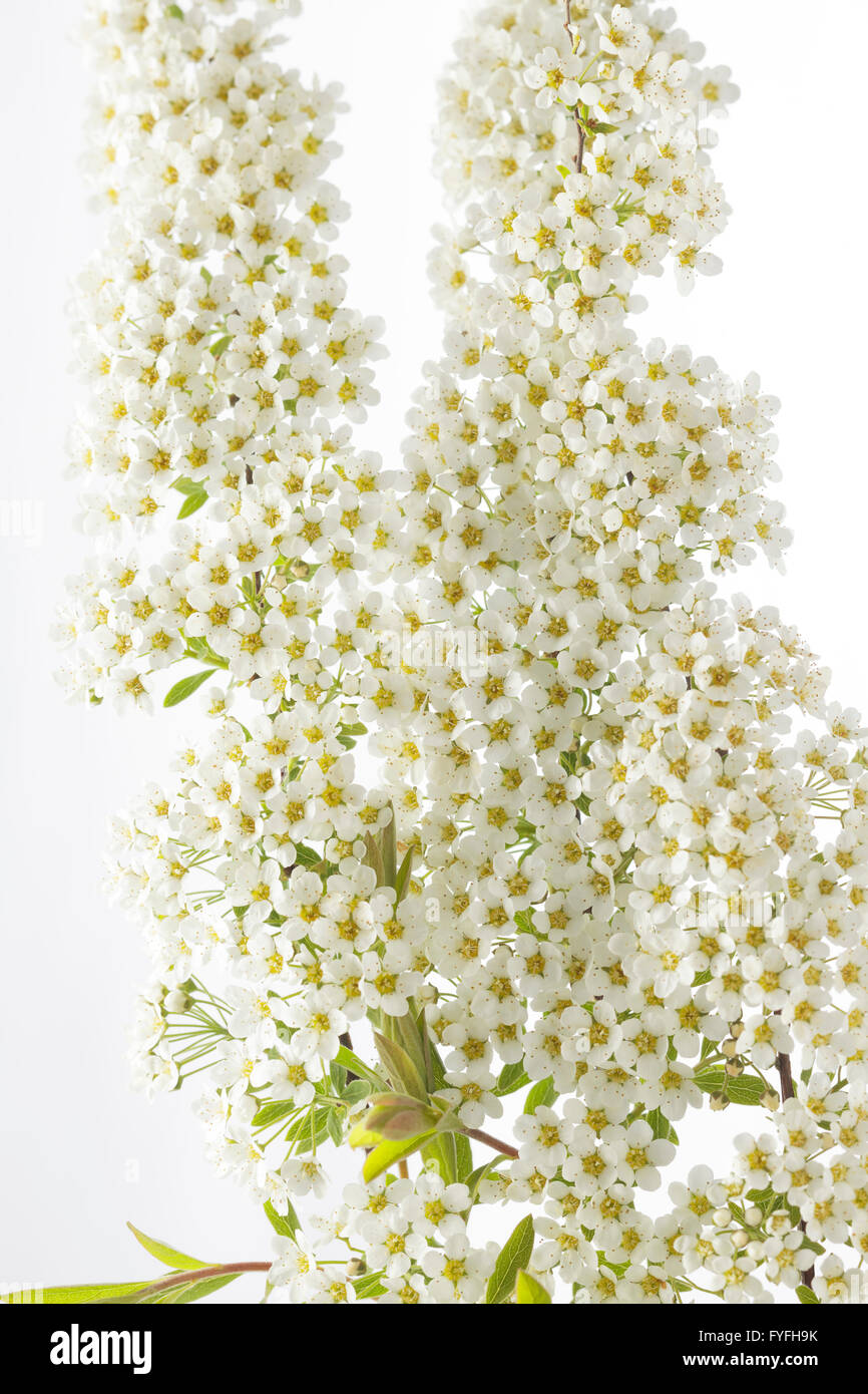 Spiraea Arguta – bridal wreath flower Stock Photo