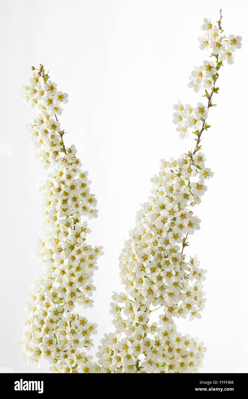 Spiraea Arguta – bridal wreath flower Stock Photo