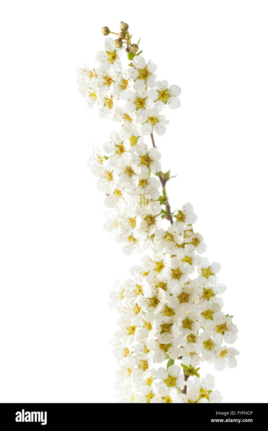 Spiraea Arguta – bridal wreath flower Stock Photo