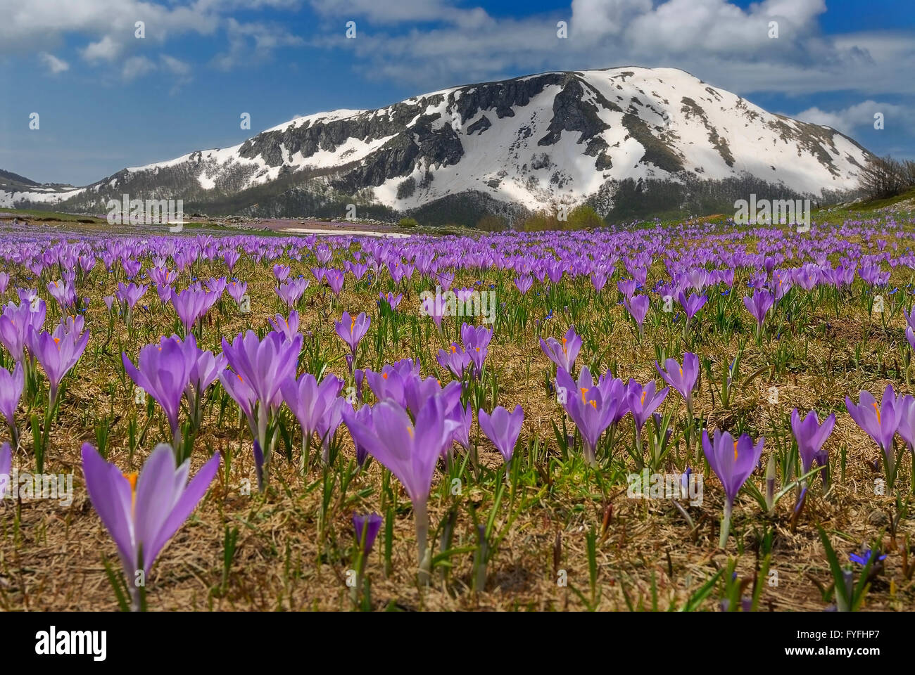Italy Pollino national Park Flowering Crocus Stock Photo