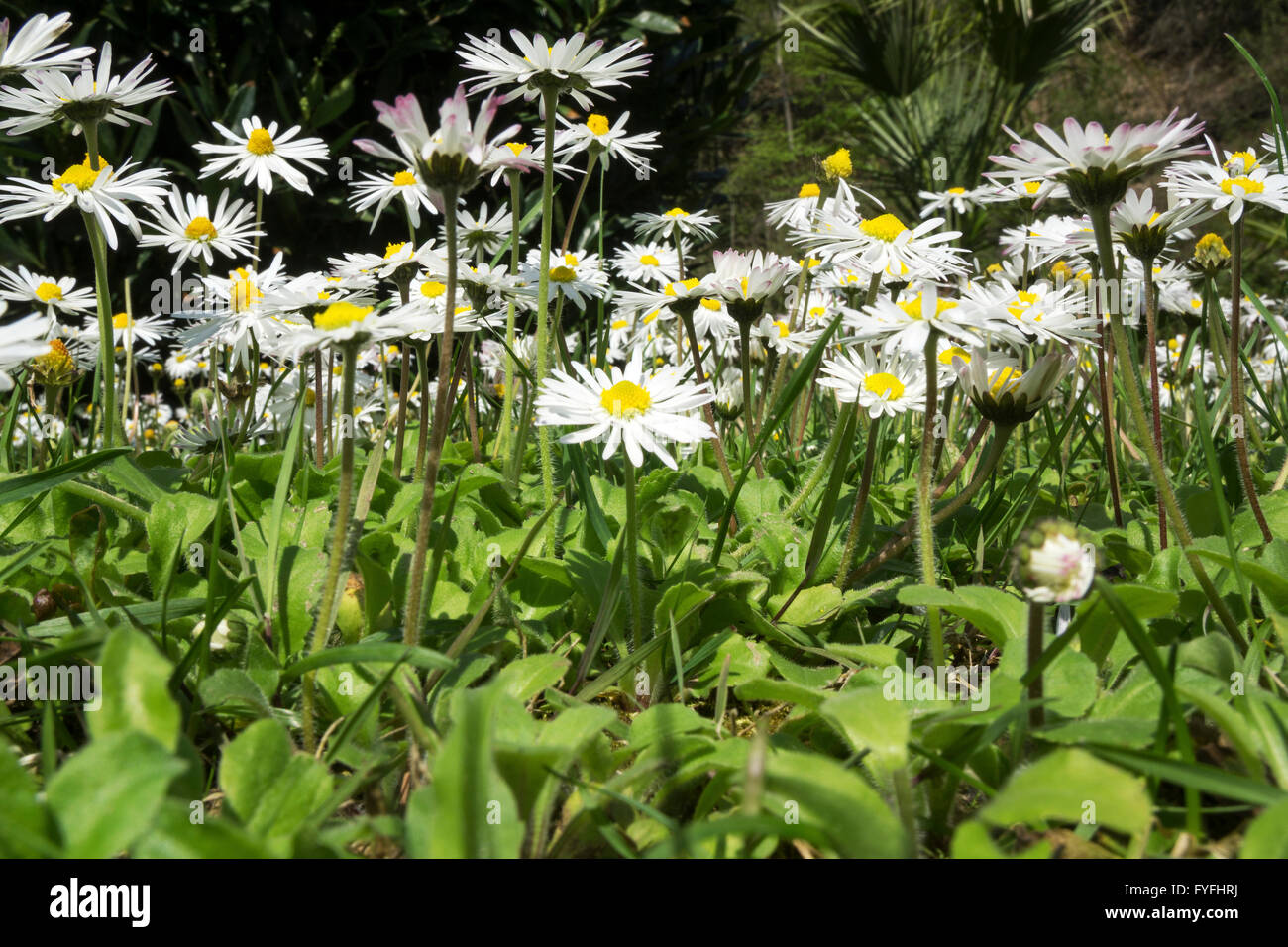 Common daisies, also English or lawn daisies (Bellis perennis), worm's-eye view, Baden-Württemberg, Germany Stock Photo