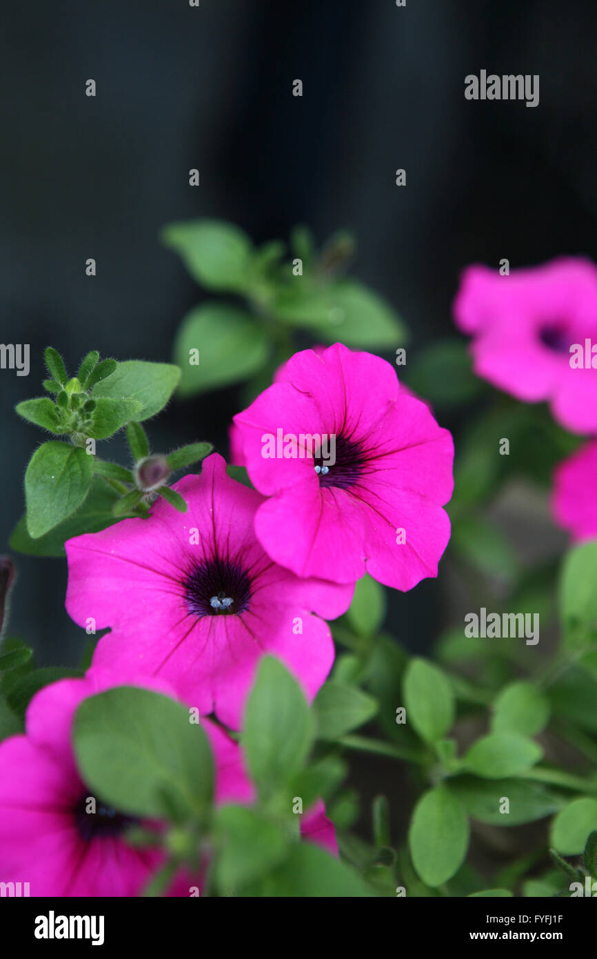 Beautiful meadow pink flowers hi-res stock photography and images - Alamy