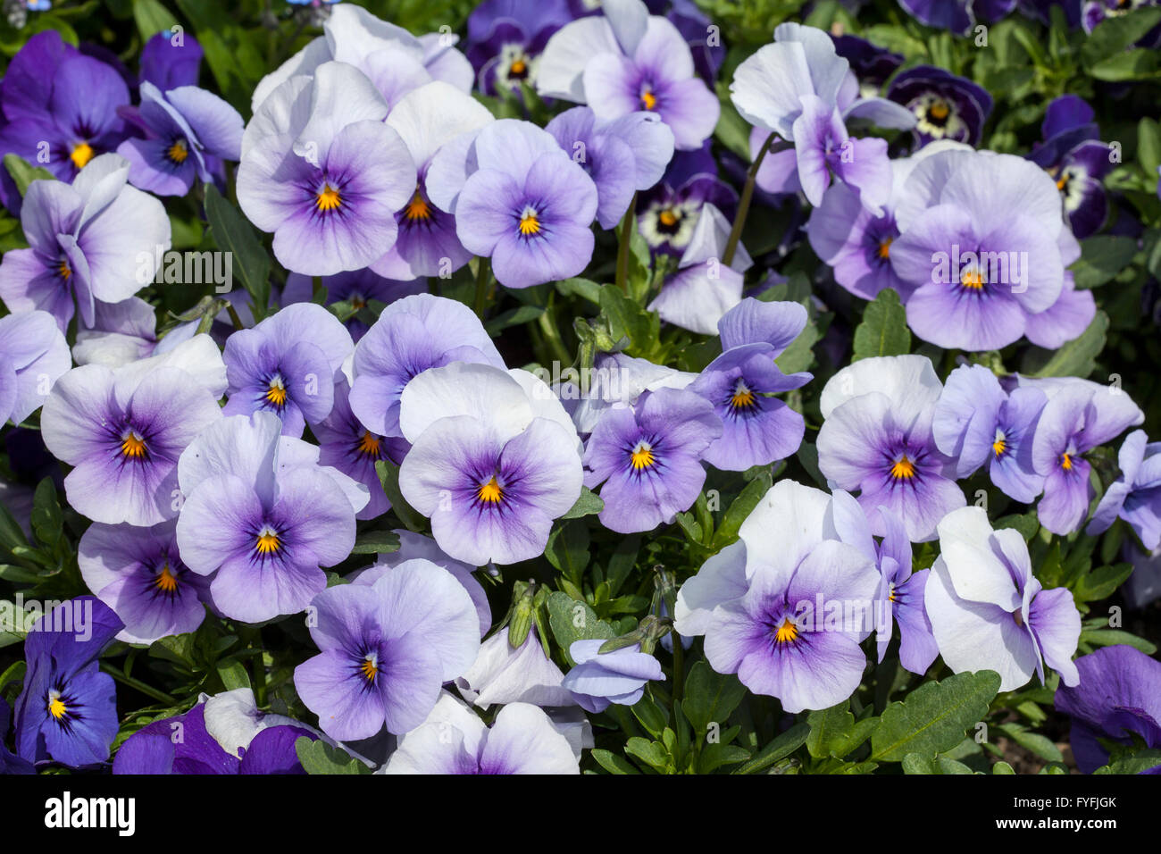 Pansies viola cornuta hi-res stock photography and images - Alamy