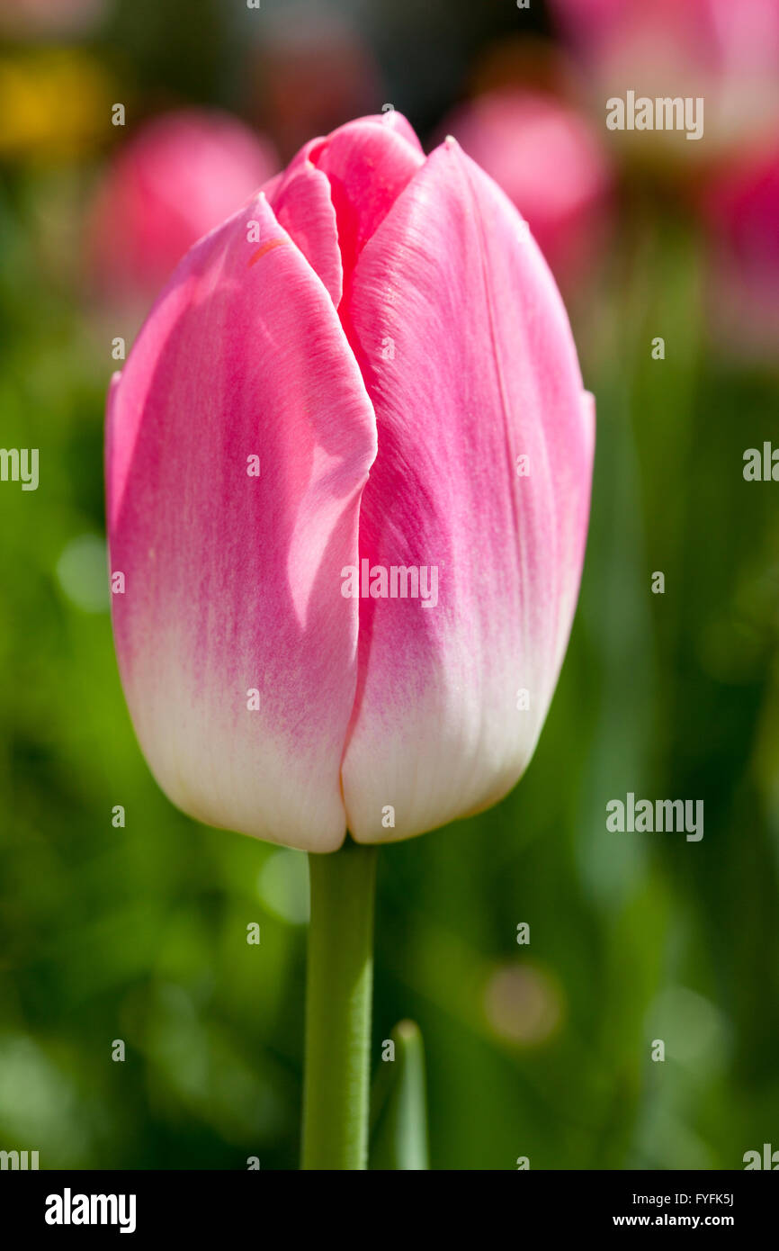 Pink Tulip (Tulipa), flower Stock Photo