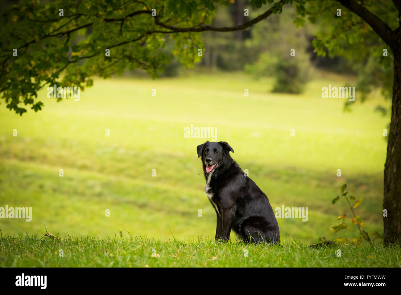 Black Labrador mixed breed, Lower Austria, Austria Stock Photo