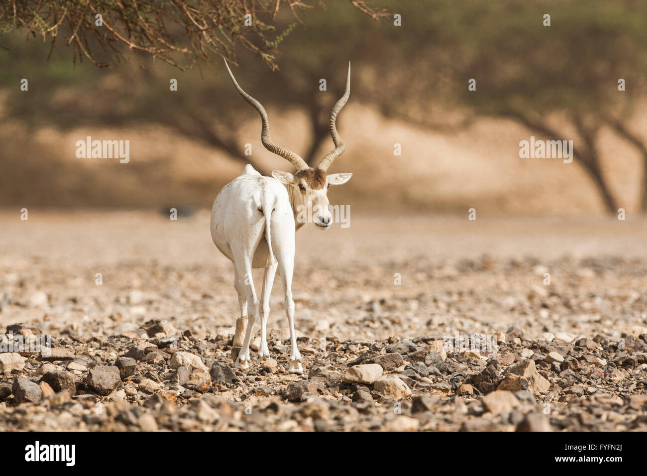 Addax (Addax nasomaculatus) in the Negev desert, Israel. Looking to camera Stock Photo