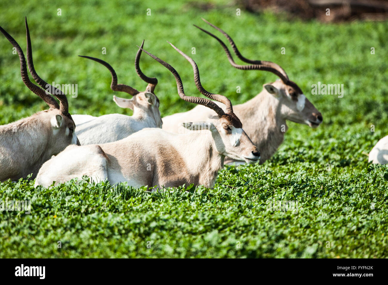 A herd of 4 Addax in green grass, Photographed in Israel in December Stock Photo
