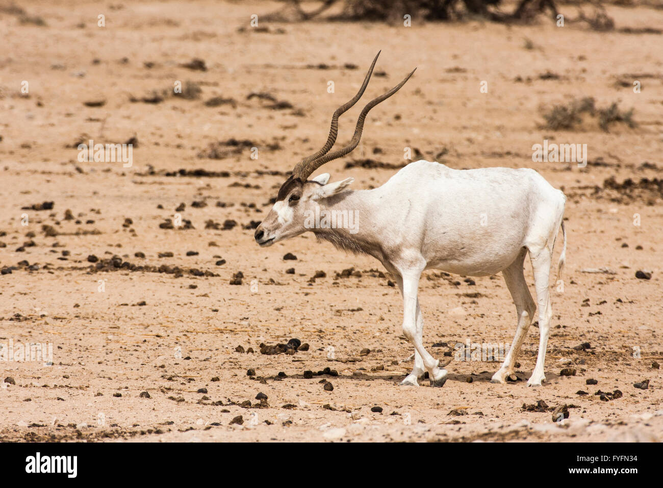 Addax (Addax nasomaculatus) in the Negev desert, Israel. Looking to camera Stock Photo