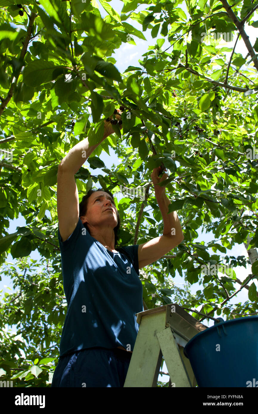 woman picks ripe Cherries off a tree in a cherry orchard. Photographed in Cyprus Stock Photo
