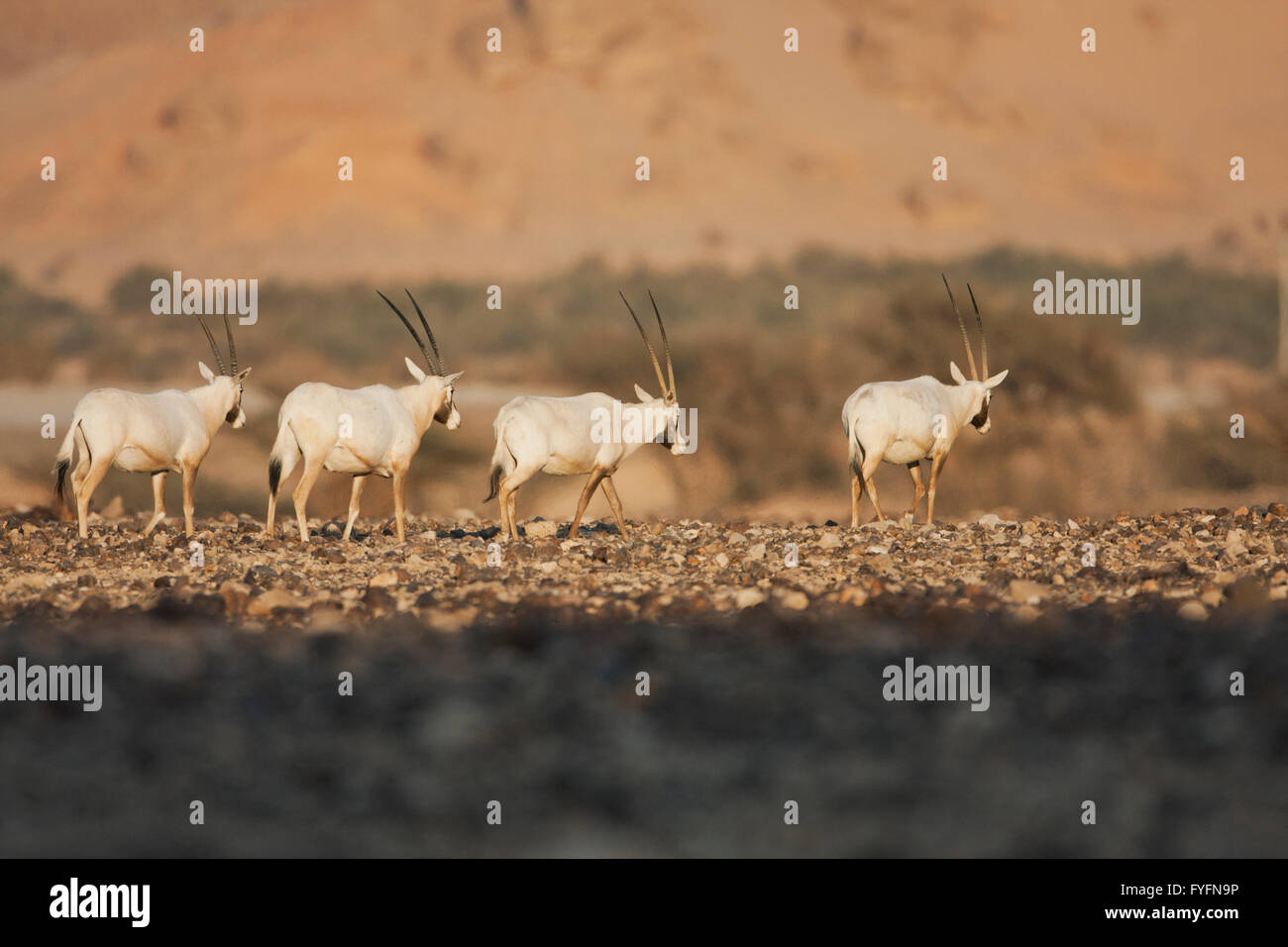 A Herd of Arabian Oryx (Oryx leucoryx). The Arabian oryx is a large white antelope, Almost totally extinct in the wild several g Stock Photo