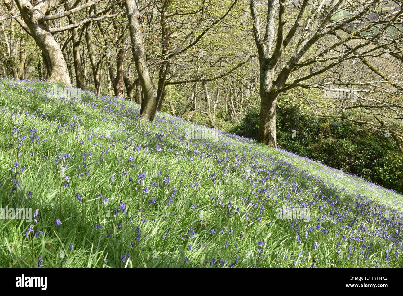 Bluebells on a grassy bank in a woodland area in springtime.in the UK Stock Photo