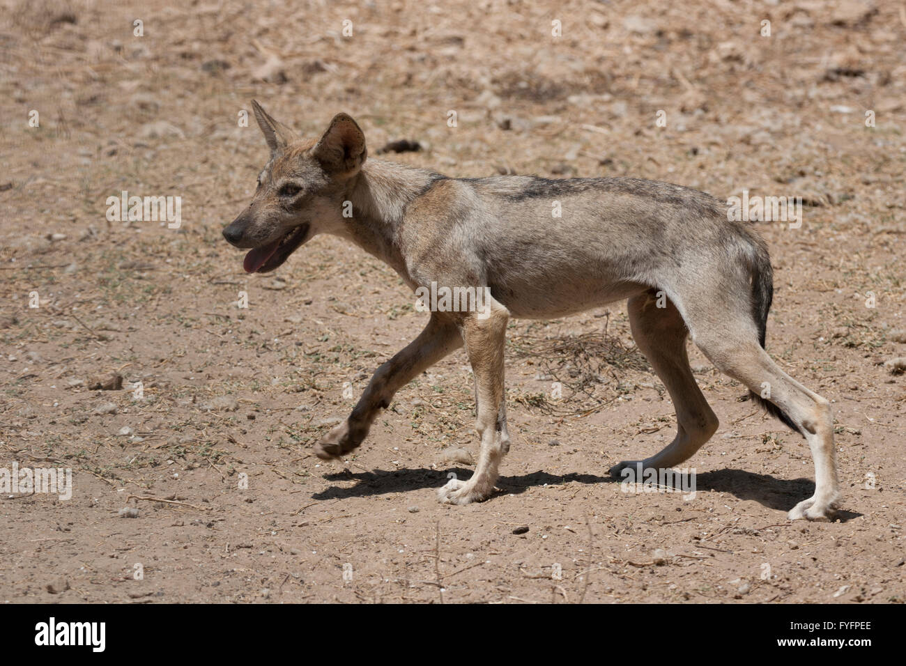 Arabian wolf (aka desert wolf Canis lupus arabs). This wolf is  subspecies of gray wolf. Photographed in Israel, Negev desert Stock Photo