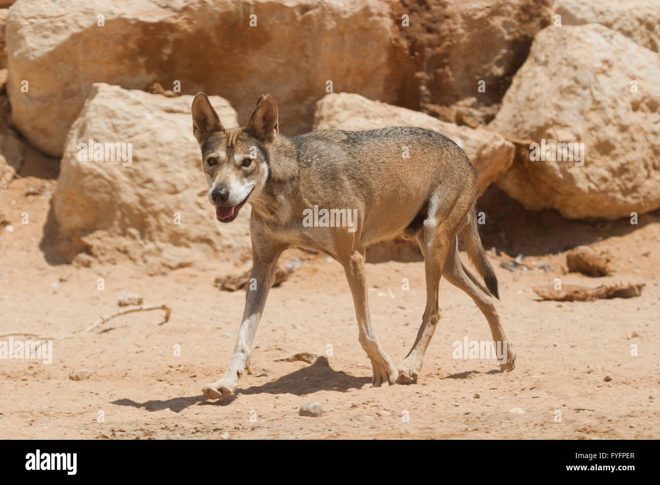 Arabian wolf (aka desert wolf Canis lupus arabs). This wolf is  subspecies of gray wolf. Photographed in Israel, Negev desert Stock Photo