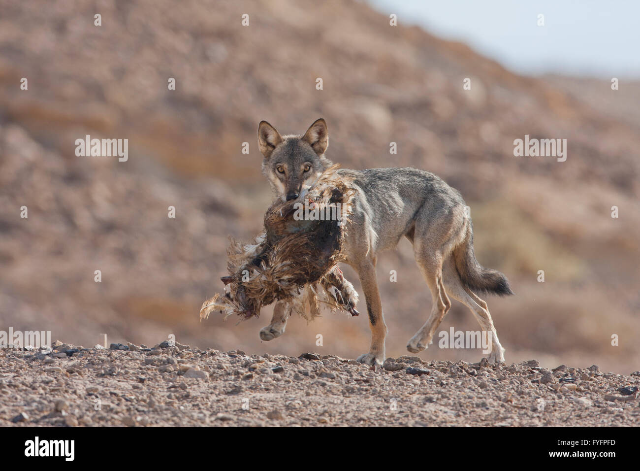 Arabian wolf (aka desert wolf Canis lupus arabs). with prey. This wolf is  subspecies of gray wolf. Photographed in Israel, Nege Stock Photo