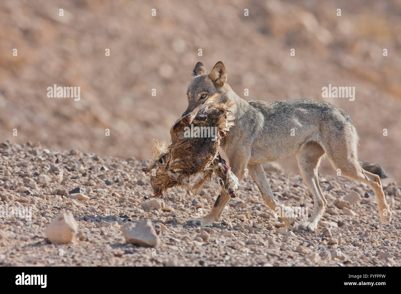 Arabian wolf (aka desert wolf Canis lupus arabs). This wolf is  subspecies of gray wolf. Photographed in Israel, Negev desert Stock Photo