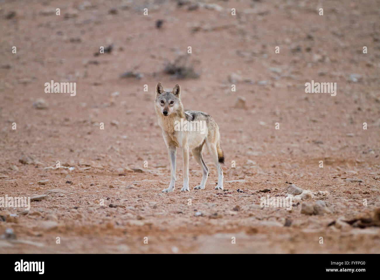 Arabian wolf (aka desert wolf Canis lupus arabs). This wolf is  subspecies of gray wolf. Photographed in Israel, Negev desert Stock Photo