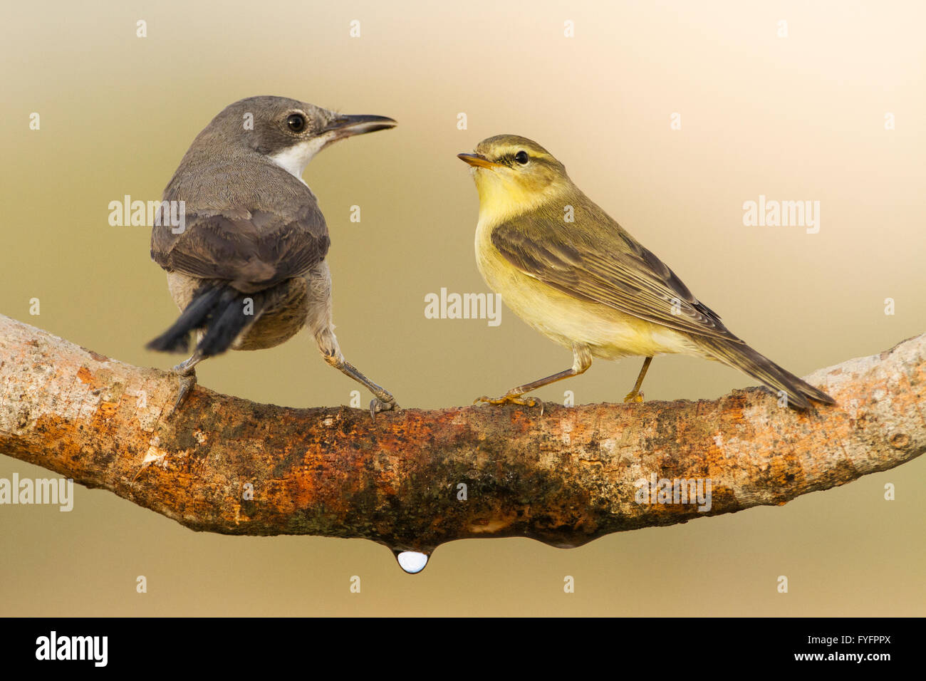 Common Chiffchaff (Phylloscopus collybita) and Orphean Warbler (Sylvia hortensis) together on a branch, negev desert, israel Stock Photo