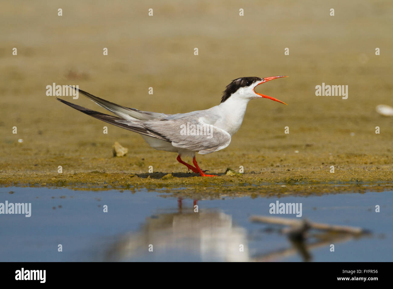 Common tern (Sterna hirundo) Screeching on a beach. This seabird is found in the sub-arctic regions of Europe, Asia and central Stock Photo