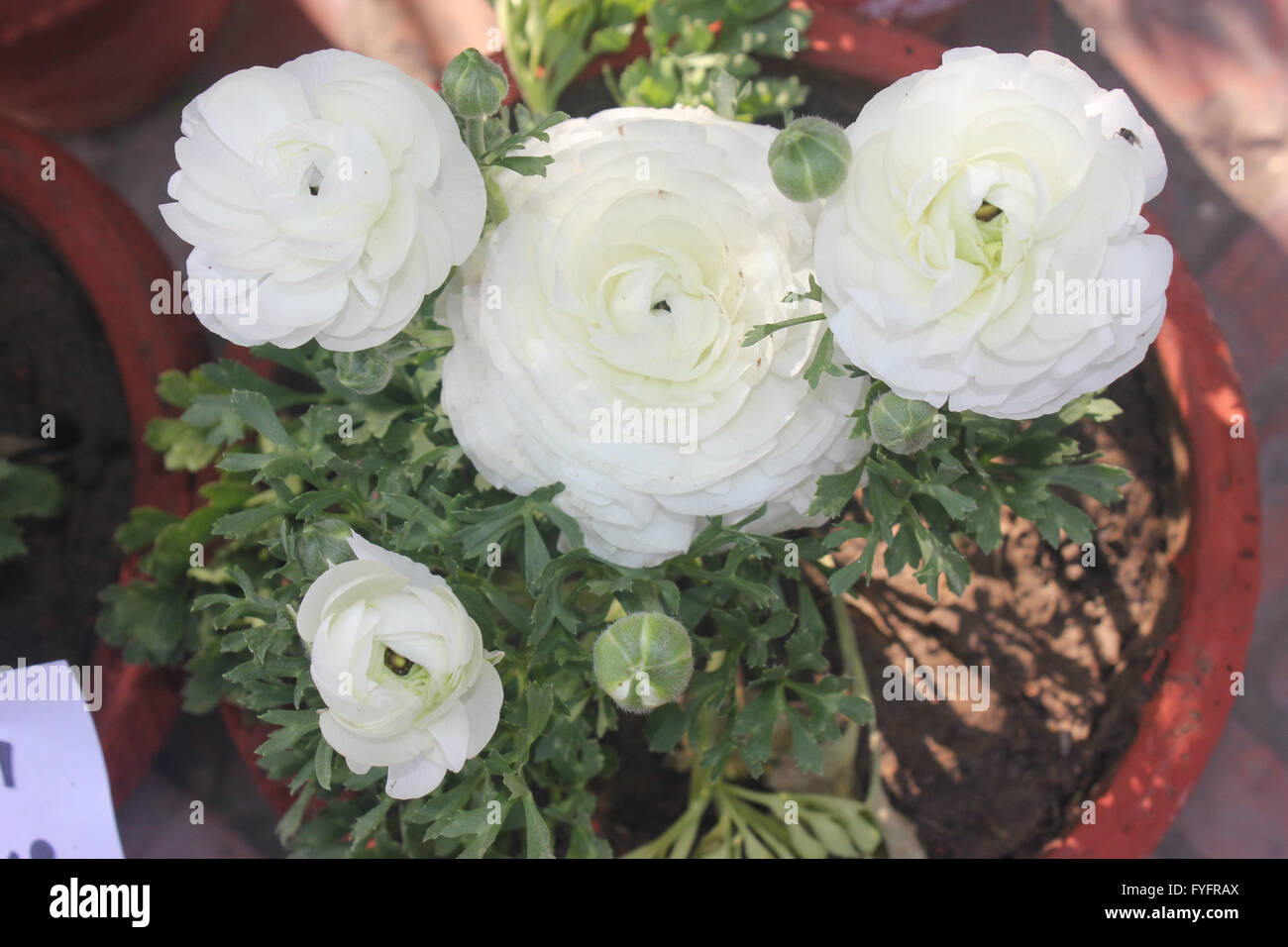 Buttercup family hires stock photography and images Alamy