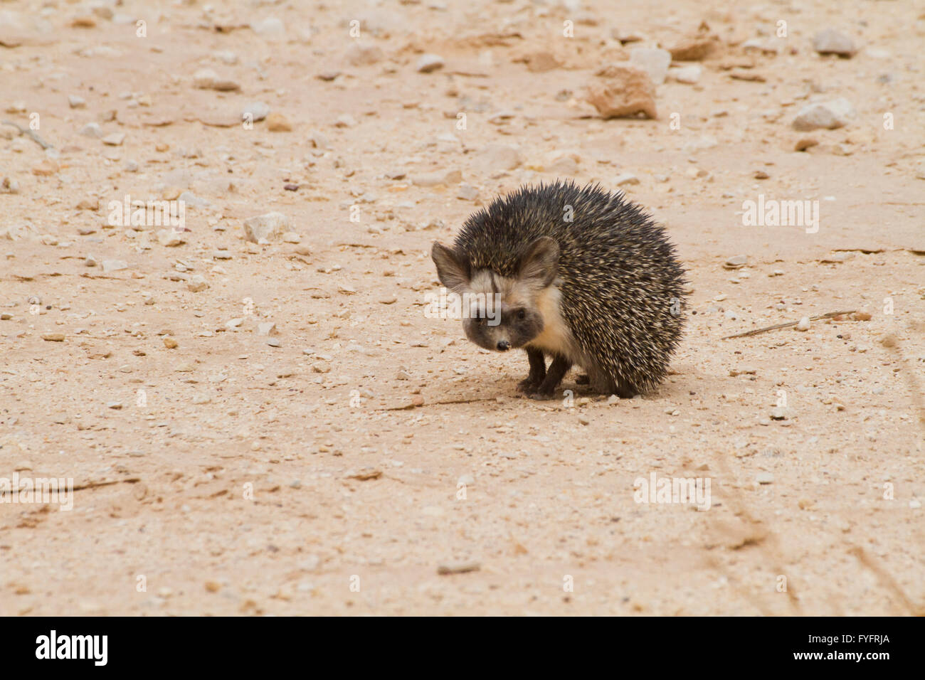 Desert Hedgehog (Paraechinus aethiopicus) negev desert, israel Stock