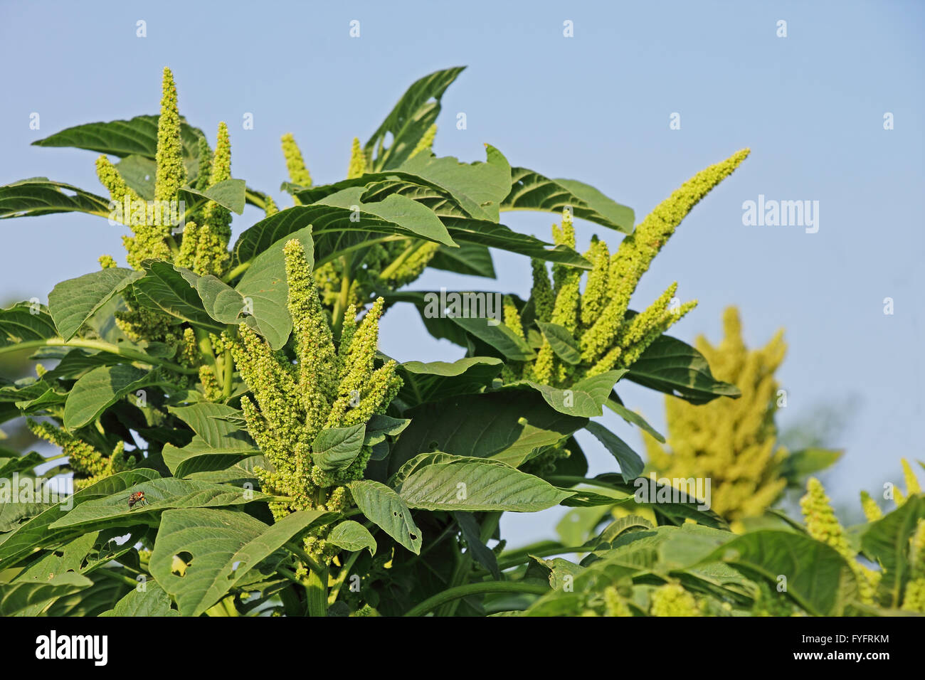 Green Amaranth from India. Cultivated as leaf vegetables, cereals and ornamental plants. Genus is Amaranthus. Stock Photo