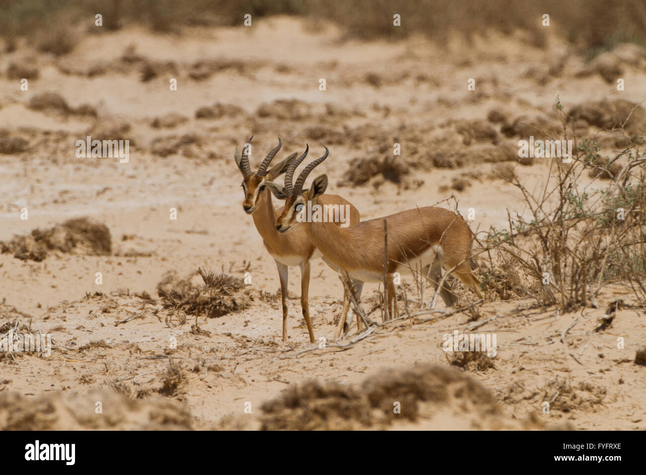 two Dorcas Gazelle (Gazella dorcas), also known as the Ariel Gazelle Photographed in the Negev Desert, Israel Stock Photo