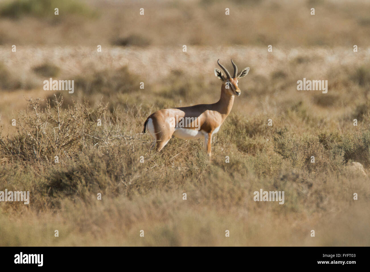 Dorcas Gazelle (Gazella dorcas), also known as the Ariel Gazelle Photographed in the Negev Desert, Israel Stock Photo